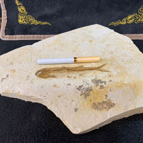 特价精品纯天然辽西鱼化石狼鳍群鱼全国包邮，化石爱好者的绝佳收藏